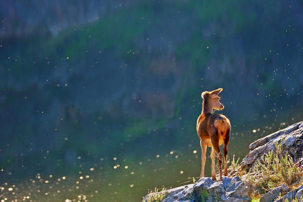 animals, wildlife, nature, safari, deer, toilet, lake, water, river, doe, brown, landscape, spring, scenic, field, mammals, lifetime, beatiful, deer, lifetime, beatiful, beatiful, beatiful, beatiful, beatiful