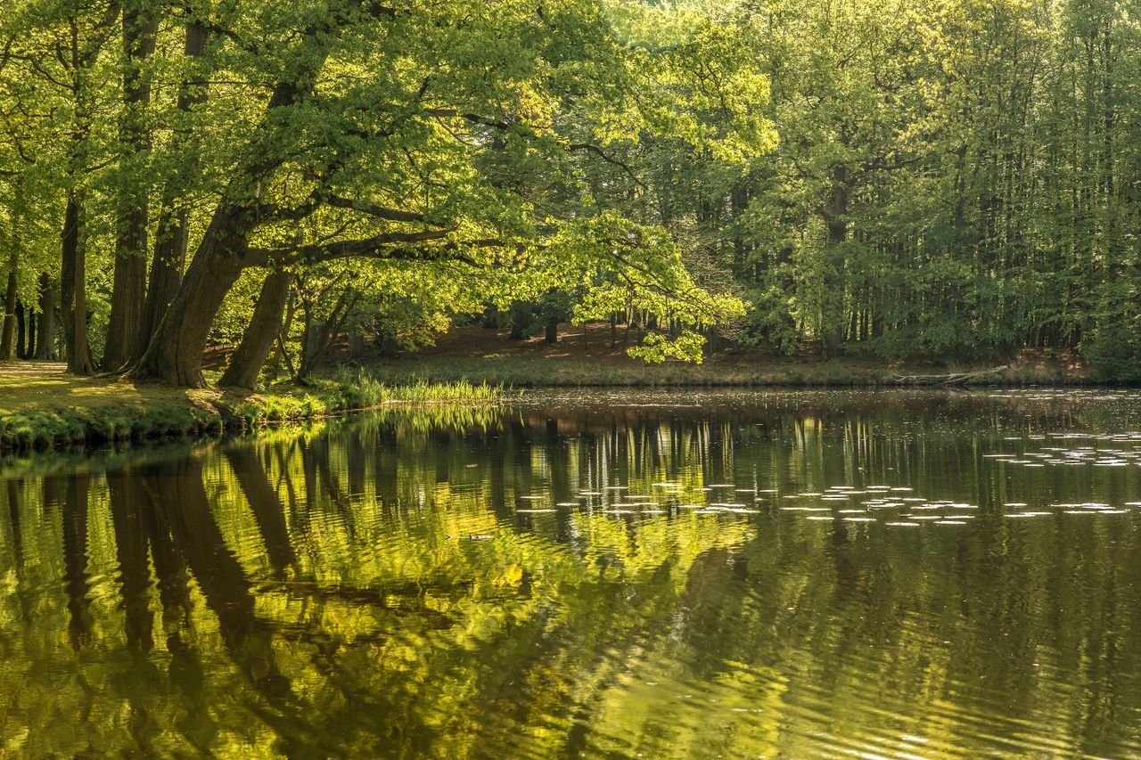 Calm forest lake scene with vibrant green reflections and tranquil atmosphere.